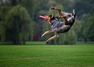 Σκύλος που πιάνει ένα Frisbee