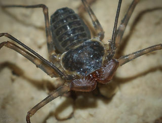 ArachnoVegan, μέσω του Wikimedia Commons. Διανέμεται με άδεια CC BY-SA 4.0.