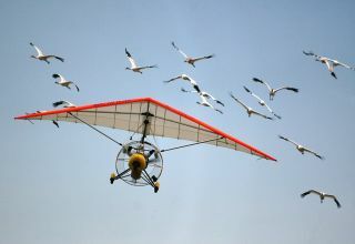 Επιχειρήσεις Οι πιλότοι μετανάστευσης οδηγούν νέους γερανούς νότια.